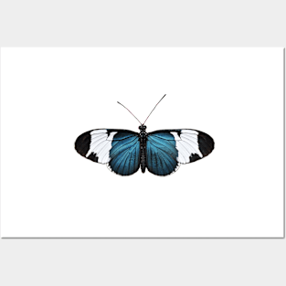 Butterfly Posters and Art